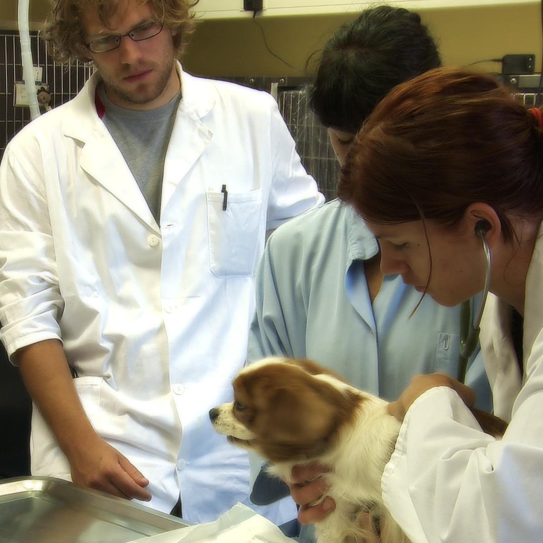 Izvaja diagnostiko in zdravljenje bolnih živali.