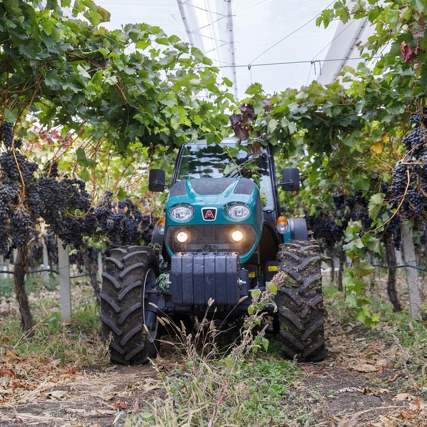 Vinogradnik v traktorju med vinskimi trtami