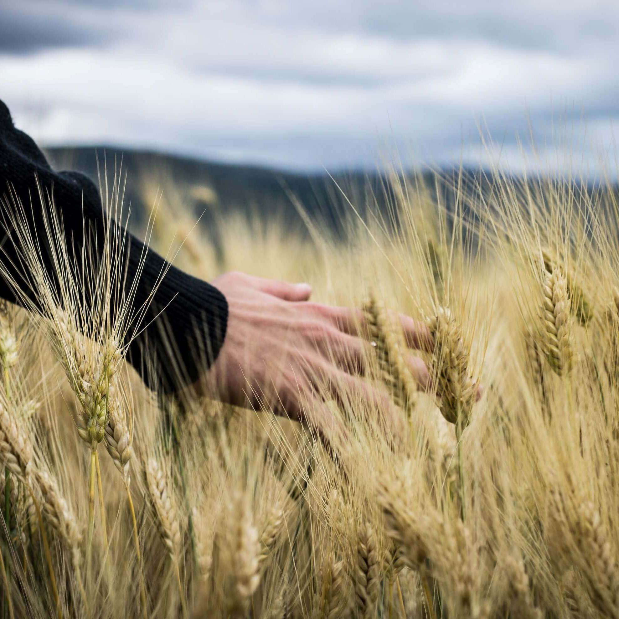 Roka in polje pšenice.
