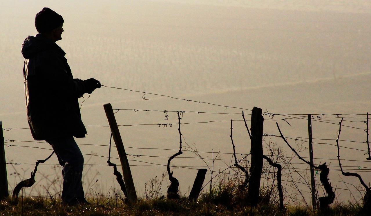 Vinogradnik pri privezovanju vinskih trt
