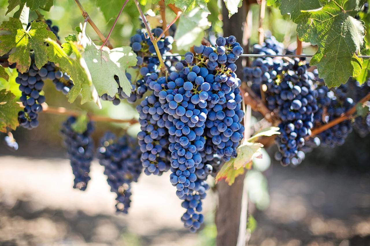 Zrelo modro grozdje na trti