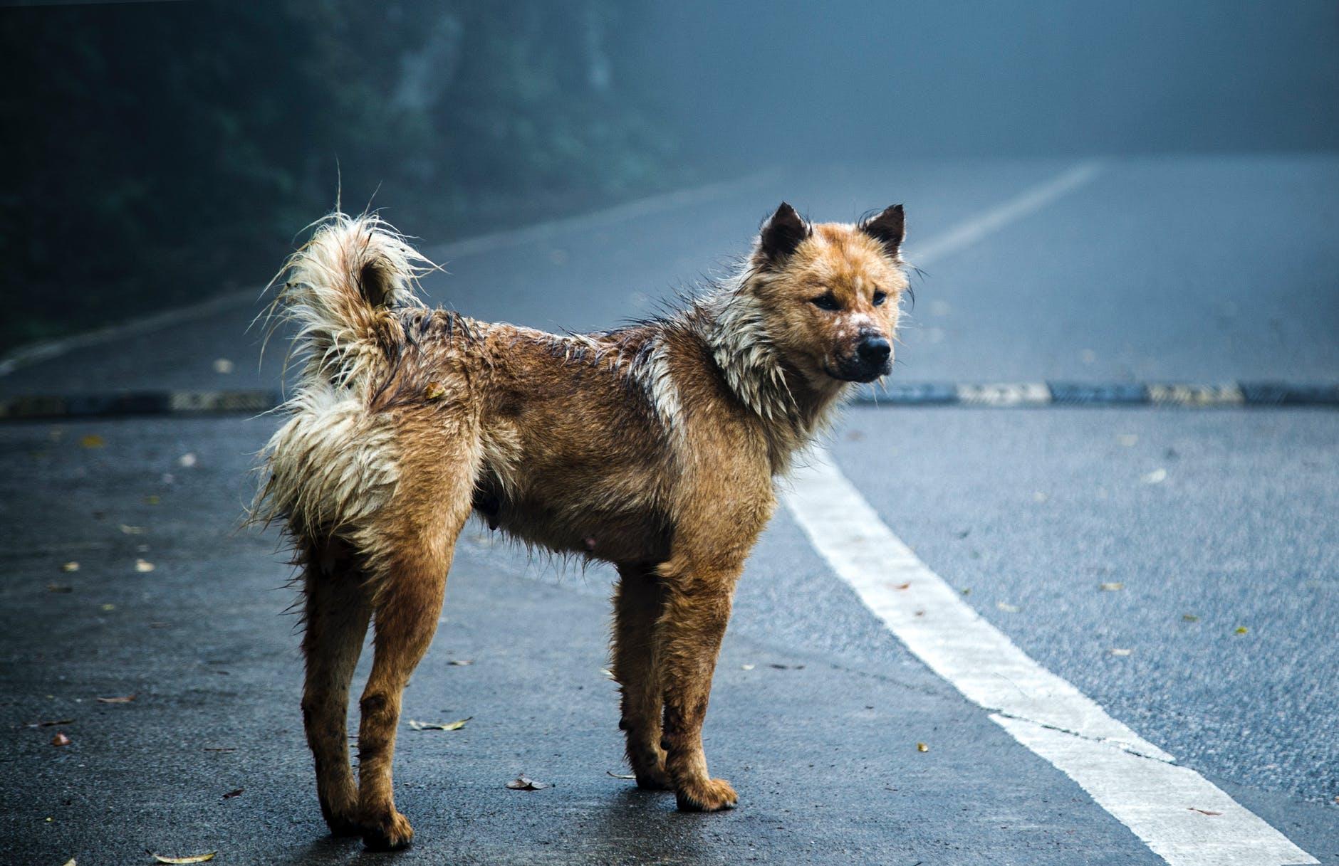 Zapuščen pes stoji na cesti.